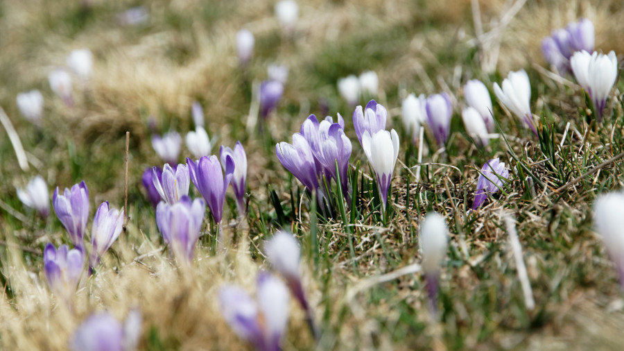 /posts/developer_mind/flowers.jpg /posts/developer_mind/flowers.jpg